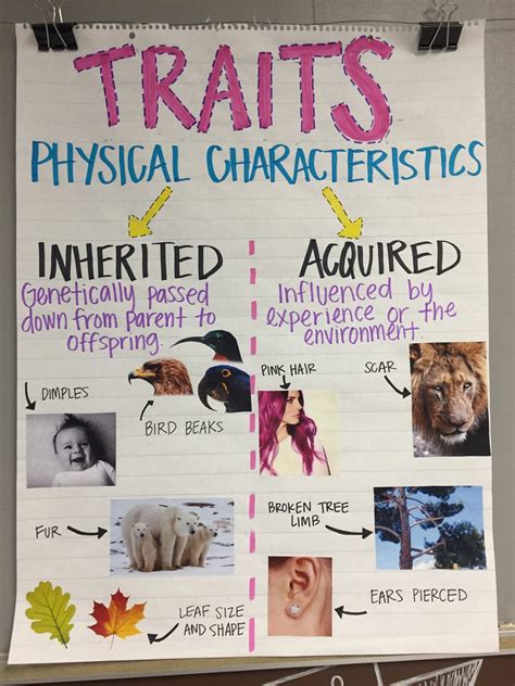 Physical Characteristics and Accomplishments