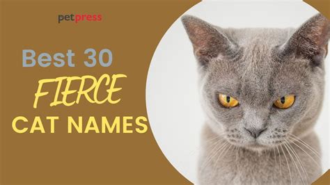 Physical Characteristics of Fierce Kitty: Years, Stature, and Body Type