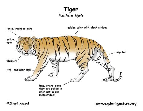 Physical Characteristics of Nita Tiger