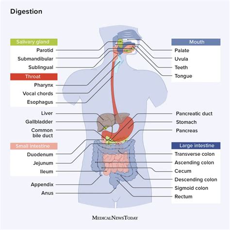 Physical Factors Contributing to Frequent Digestive Movements in Subconscious States