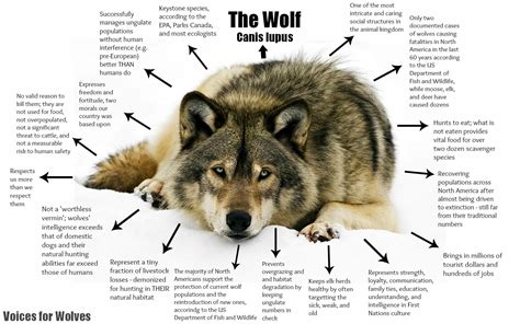 Physical and Exercise Requirements for Wolves