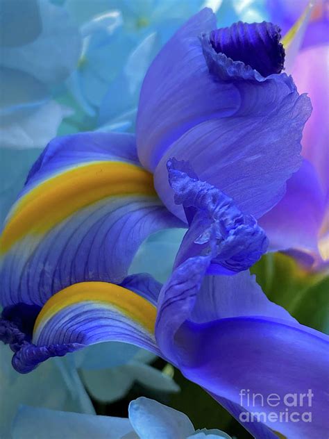 Physique and Appearance of the Enchanting Iris