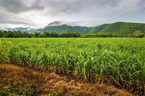 Picture Perfect: Envisioning an Abundant Sugarcane Plantation