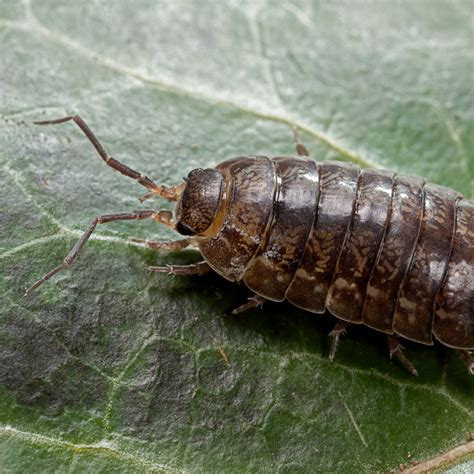 Pill Bugs and Their Unique Defensive Mechanisms