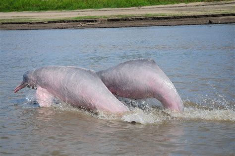 Pink Dolphins: Guardians of the Amazon