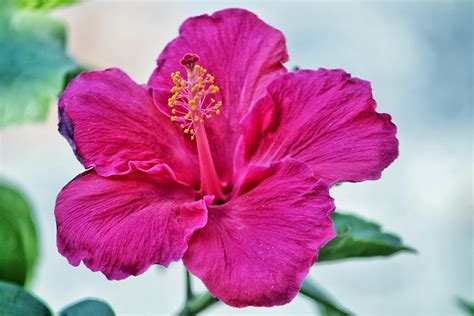 Pink Hibiscus: A Flower of Love and Romance