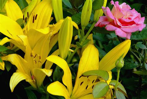 Pink Lilies in Mythology and Folklore: Tales of Love, Beauty, and Transformation