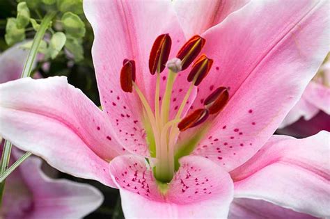 Pink Lily Varieties: From Delicate Petals to Vibrant Hues