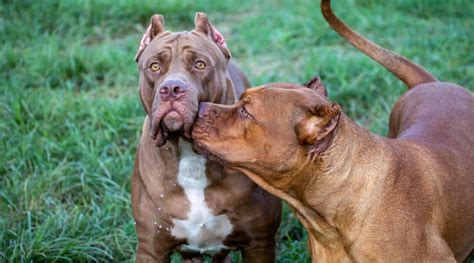 Pitbull Health and Care: Common Health Issues and How to Keep Your Canine Fit