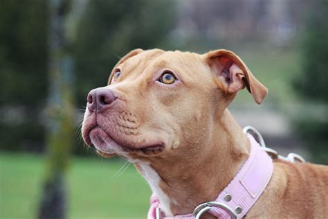 Pitbull Ownership and Legal Responsibilities: Know the Laws