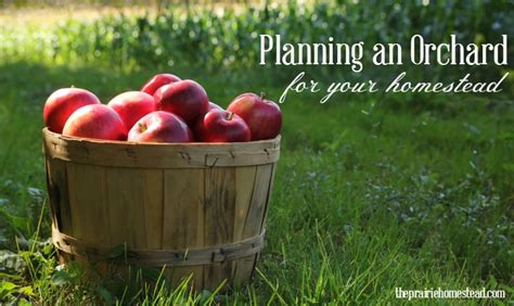 Planning Your Cherry Orchard: Creating Your Own Haven of Juicy Delights