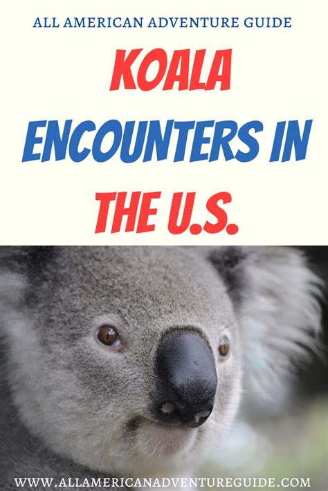 Planning Your Koala Adventure: Top Destinations for Koala Encounters