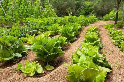 Planning Your Lettuce Garden: Choosing the Right Location