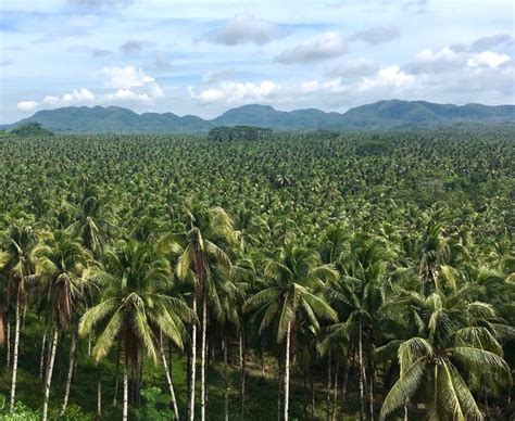 Planning Your Ultimate Coconut Adventure