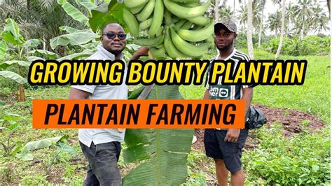 Plantain Farming Techniques: Tips for Successful Cultivation