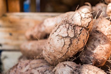 Planting, Caring for, and Harvesting Yam