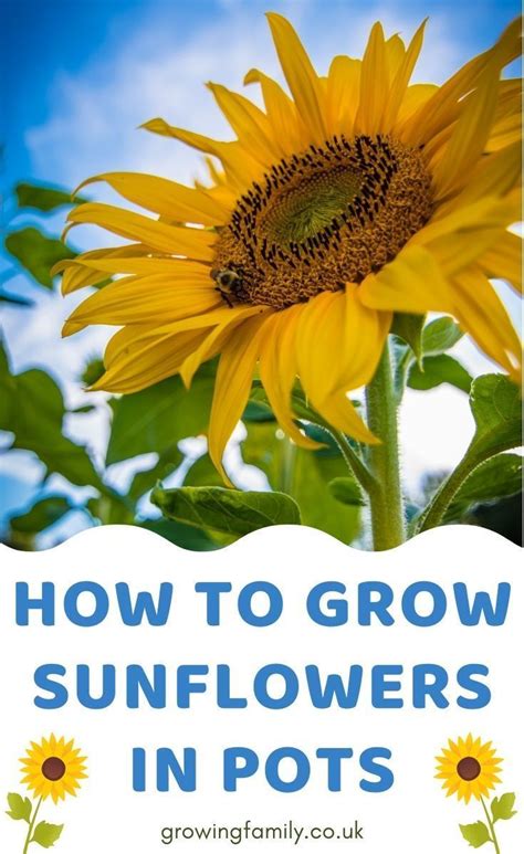 Planting Sunflowers: A Step-by-Step Guide to Growing Beautiful Sunflowers