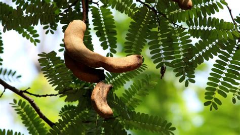 Planting and Caring Tips for your Very Own Tamarind Tree