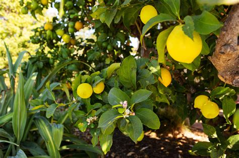 Planting and Caring for Citrus Trees