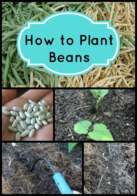 Planting and Caring for Climbing Legumes: A Step-by-Step Guide