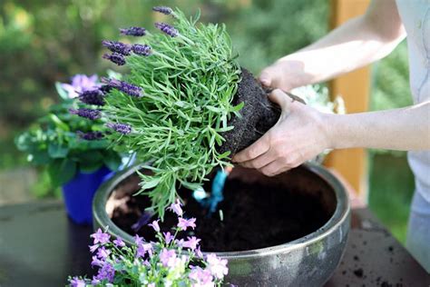 Planting and Caring for Lavender-hued Trees: Cultivating enchantment in your own backyard