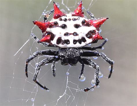 Poisonous or Harmless? Understanding the Venom of the Unique Arachnid