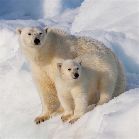 Polar Bears as Extraordinary Companions: Unveiling Their Intriguing Personalities