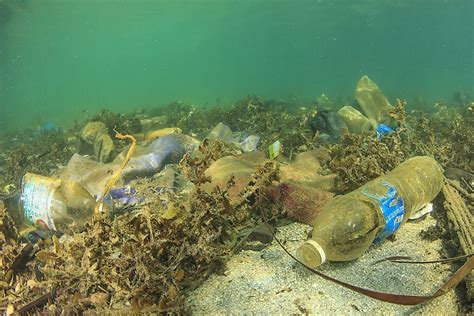 Pollution and Marine Life: Devastating Consequences for Aquatic Ecosystems