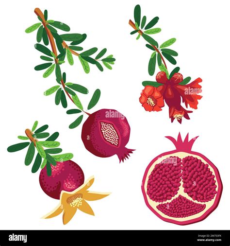 Pomegranate as a Symbol of Fertility, Rebirth, and the Abundance of Life