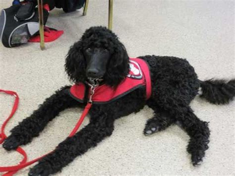 Poodle Dogs: Enhancing Lives as Therapy and Service Animals