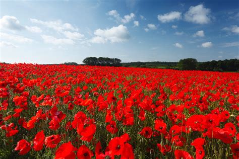 Poppies and Remembrance: The Significance of the Red Flowers in Memorializing and Paying Tribute