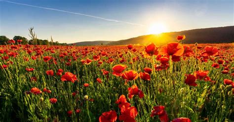 Poppy Plants in Mythology: Unraveling the Enchanting Legends