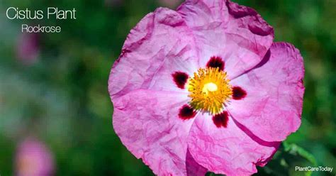 Poppy Rockrose's background and early life