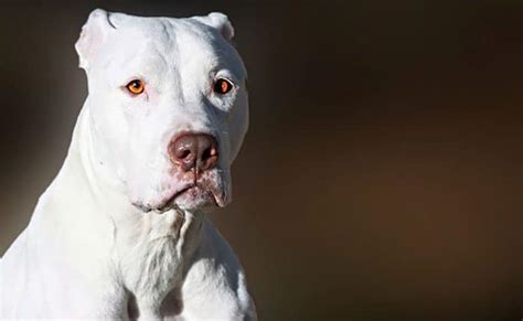 Portrayal of White Pitbulls in Film and Television: Analyzing Their Depiction in Popular Media