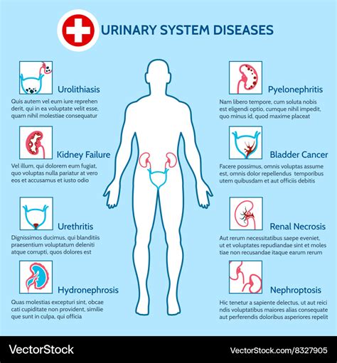 Possible Health Conditions Linked to Experiencing a Prolonged Urination