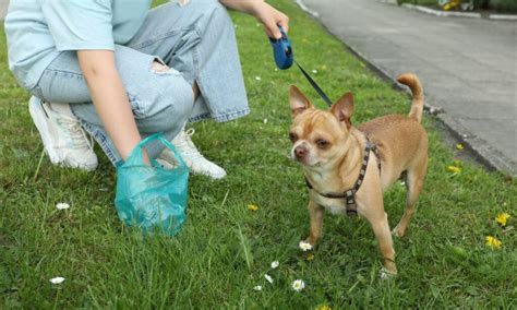 Possible Meanings for Dreams About Canine Waste on Your Flooring