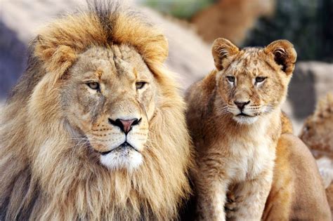 Possible Meanings of Lion-Related Dreams Experienced During Pregnancy