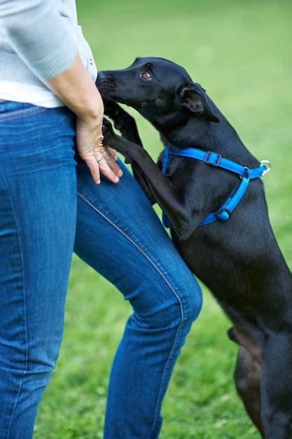 Possible Significance of Dreaming About Another Person Walking a Canine Companion