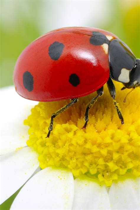 Possible Solutions: How to Deal with Experiencing Ladybugs Beneath the Surface