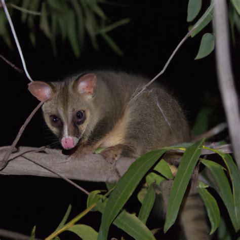 Possums: Revealing Their Hidden Depths