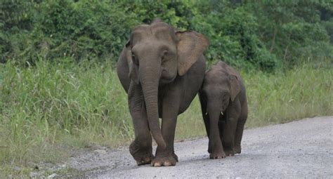 Potential Applications and Implications of Diminutive Pachyderms