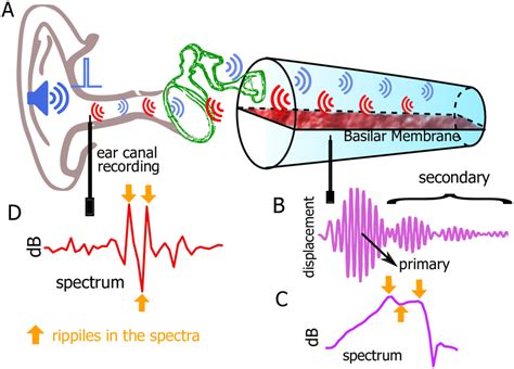 Potential Psychological Significance of Experiencing Insect Manifestation within the Auditory Canal