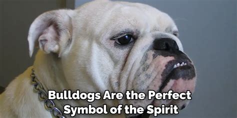 Power and Strength: Exploring the Significance of the Dark Bulldog