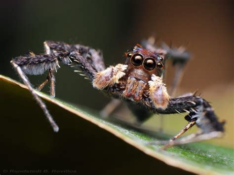 Powerful and Mysterious: Unveiling the Symbolism of Enormous Ebony Hairy Arachnids