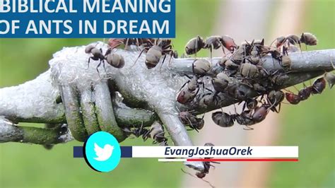 Practical Insights to Decode and Harness the Significance of Ants in Dreams