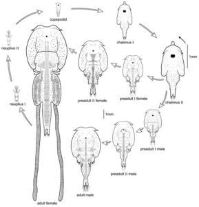 Practical Measures: Effective Approaches to Prevent and Combat Lice Infestation