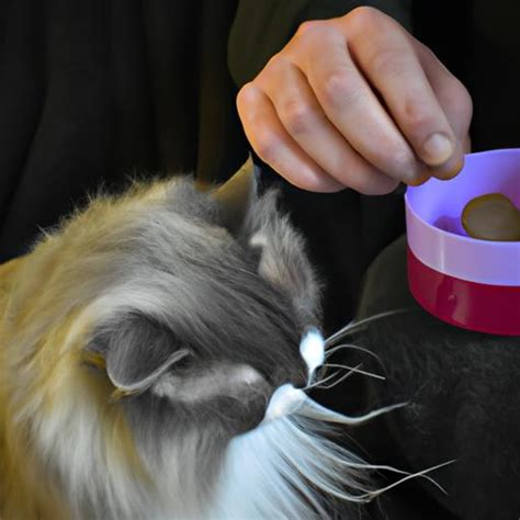 Practical Recommendations for Achieving a Successful Feline Grooming Session