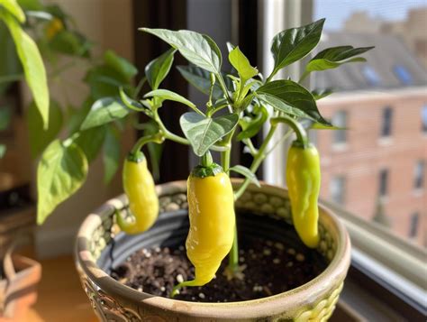 Practical Recommendations for Initiating Pepper Seeds Indoors