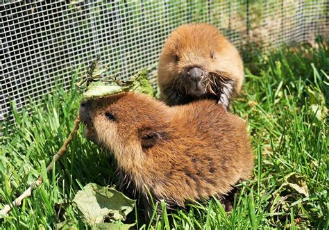 Practical Steps to Channel the Positive Energy of an Envisioned Infant Beaver