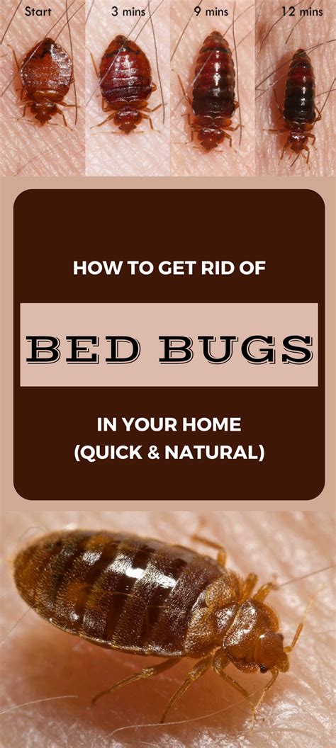 Practical Strategies to Prevent and Eliminate Actual Insects in Your Pillow